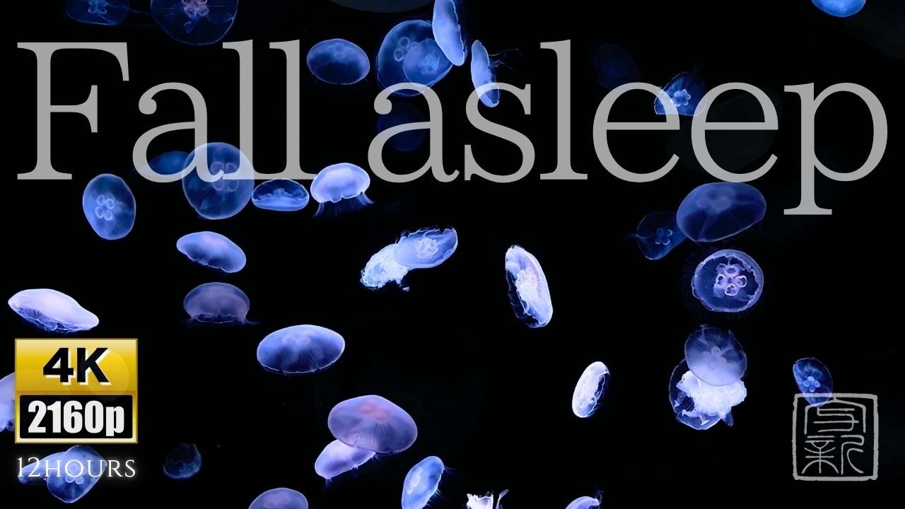 Translucent🫧Beauty♡Screensaver. Moon Jellyfish🪼 in 4K for endless relaxation, pure water💦sound.