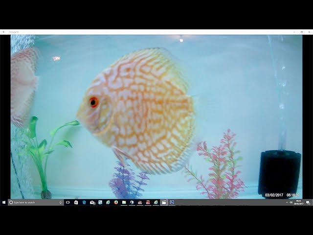 Discus update week 15, New tank and 5 new discus fish.