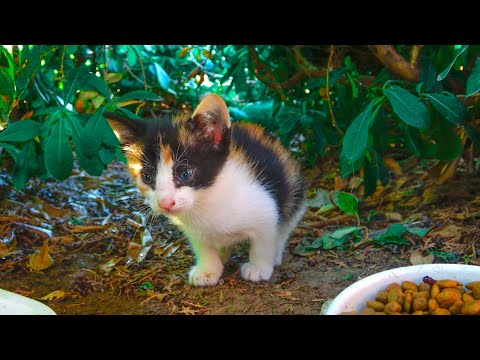 mother cat calling for her kittens does not want to lose them ( mother cat protects kitten )