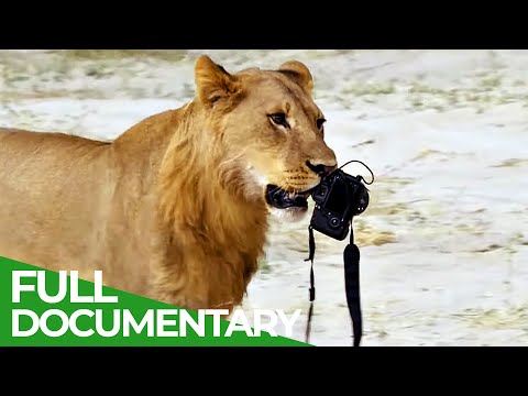 Wildlife Moments The Funniest Animal Encounters