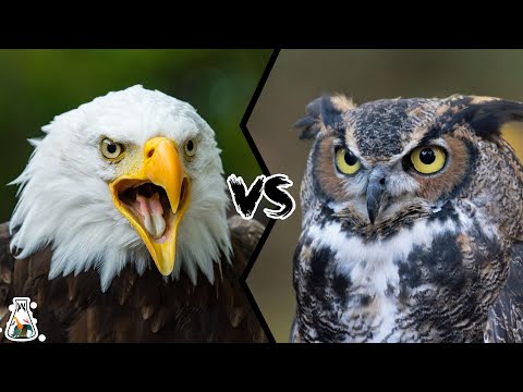EAGLE VS OWL - Who Would Win?