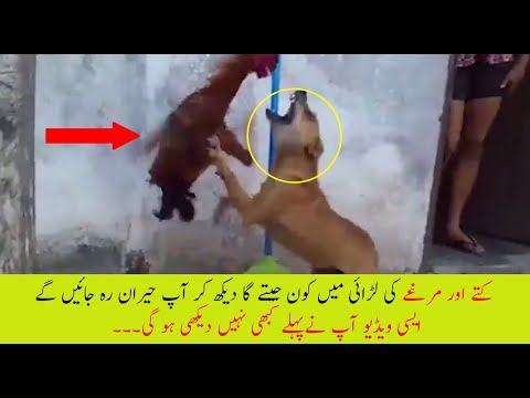 Amazing Fight Between Dog And Kukar Must See
