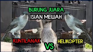 Download lagu kombok isian kuntilanak helikopter #burungjuara kombok isian kuntilanak kombok isian helikopter mp3 Download lagu kombok isian kuntilanak helikopter #burungjuara kombok isian kuntilanak kombok isian helikopter mp3