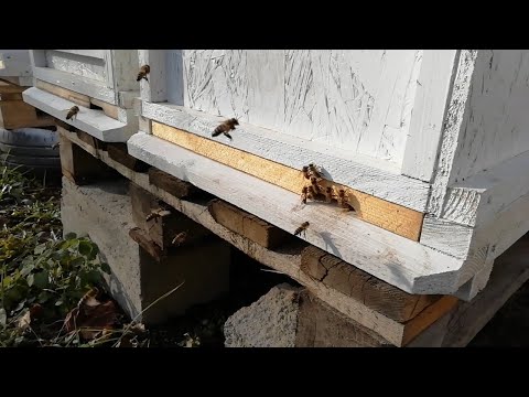 Вот так зимуем!