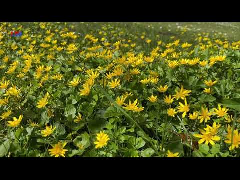 natürlich Lausitz: Das Scharbockskraut - LAUSITZWELLE