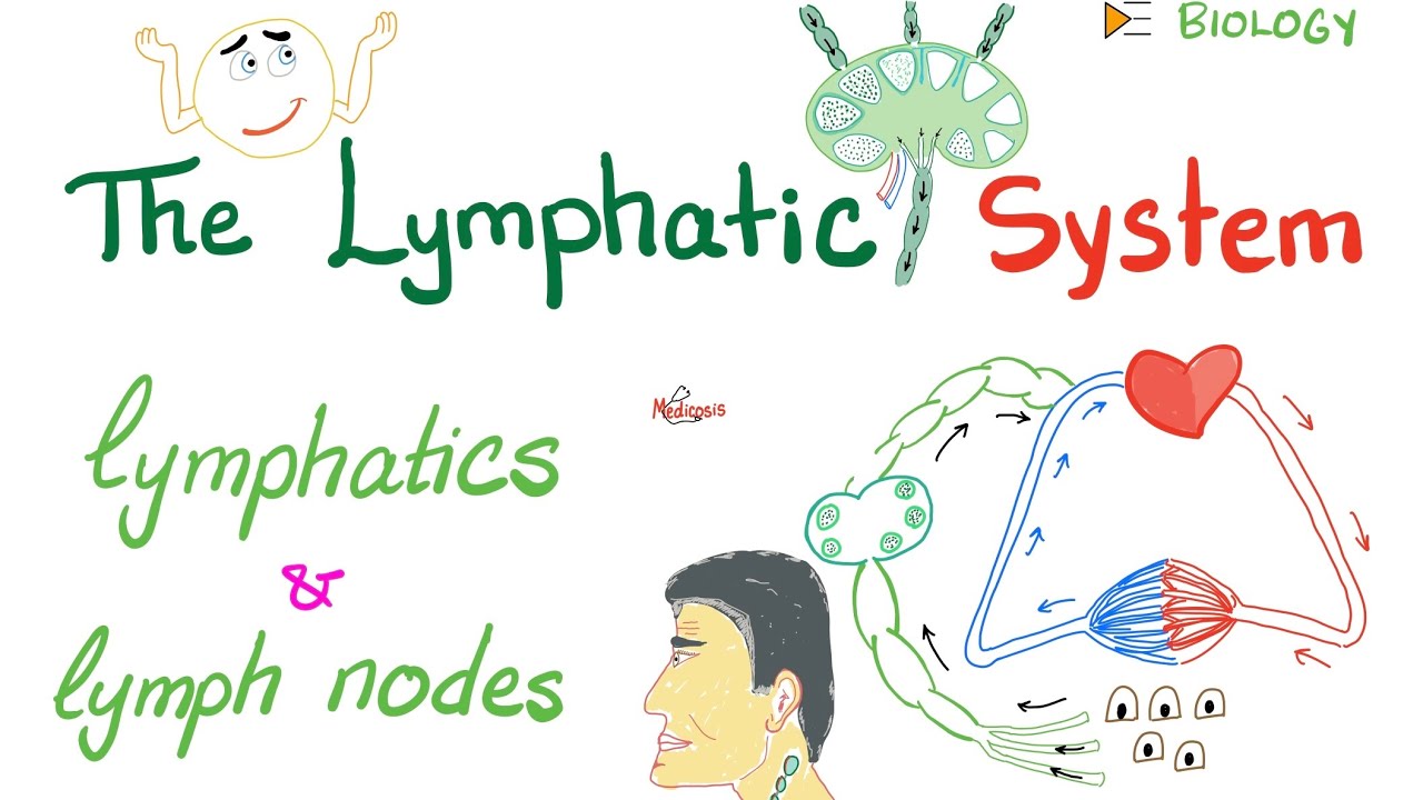 The Lymphatic System - Lymphatics and Lymph Nodes - Immunology - Biology