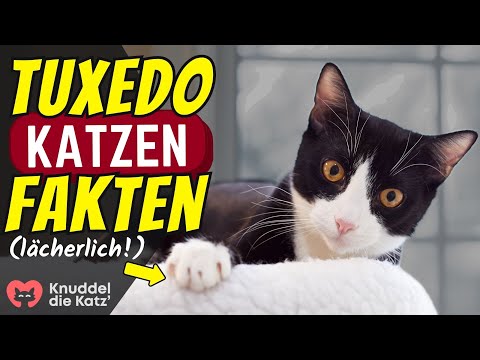 13 heftige Fakten über Tuxedo Katzen (#11 ist lächerlich)