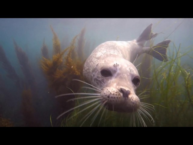 Scuba Diver Girls Snorkeling with Cutest Seals in La Jolla, California