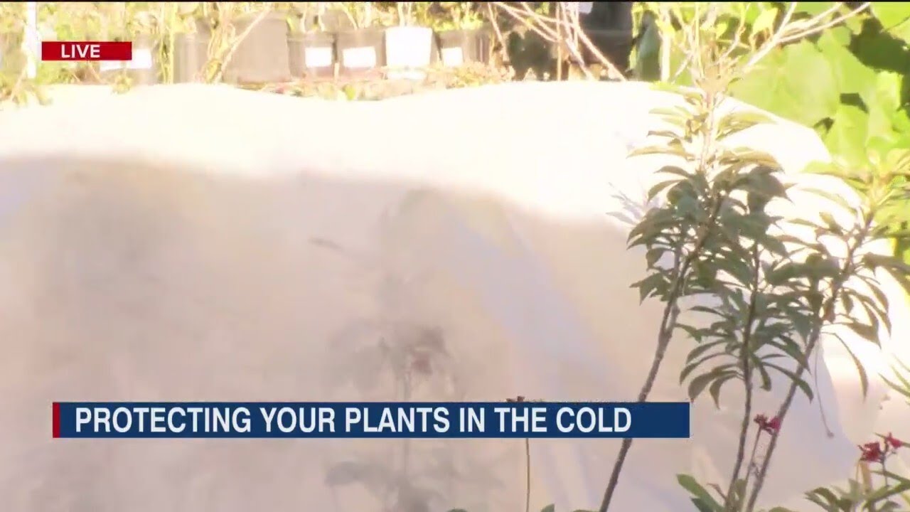 How to protect your plants when temperatures drop