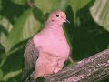 MOURNING DOVE EDIT