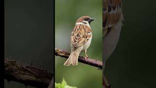 Download lagu masteran Burung greja nyerecet. cocok untuk semua jenis burung ocehan mp3