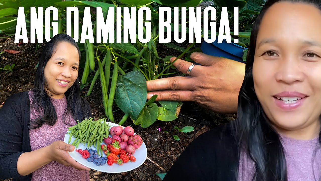 Putar video Kung May Tiyaga May Nilaga | The Advantage of Home Garden sekarang Kung May Tiyaga May Nilaga | The Advantage of Home Garden