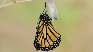 Touched by a Butterfly movie trailer