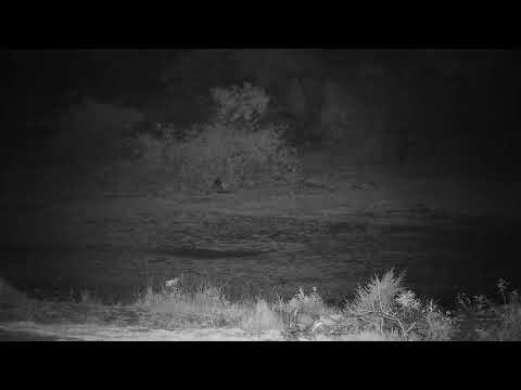 Djuma: Hyena audio and one seen running by to left of the pan - 04:24 - 11/14/21