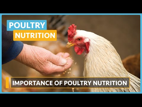 Poultry Nutrition Lesson 1 Introduction To Poultry Nutrition