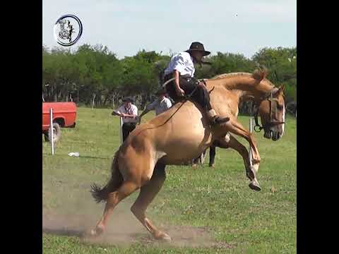 Rueda en Clina APLAUDA NOMAS en Campo El Matrero en Macia Entre Rios