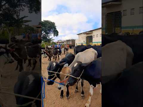 FEIRA DO GADO IBIAPINA CEARÁ #motivação #motivacional #agro #nordeste #fazenda #vidanaroça #boi