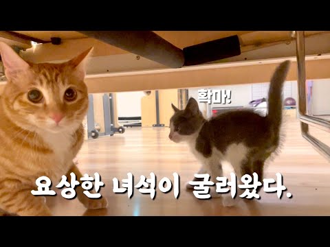 바론이와 하루의 합사 이야기 1편 (아기고양이 합사 과정)