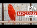 Red Canary Singing 12h The Best Training Song Ever !