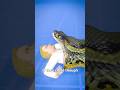 What Happens If A Snakes Eats You