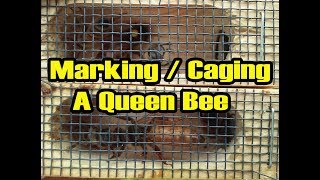How To Capture/Cage A Queen Bee