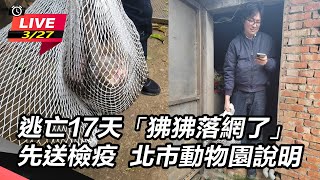 逃亡17天「狒狒落網了」北市動物園說明