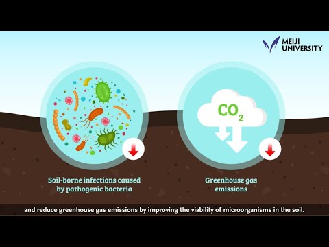 Gaining Insights into the Transcriptional Regulatory Network of a Single Living Microorganism