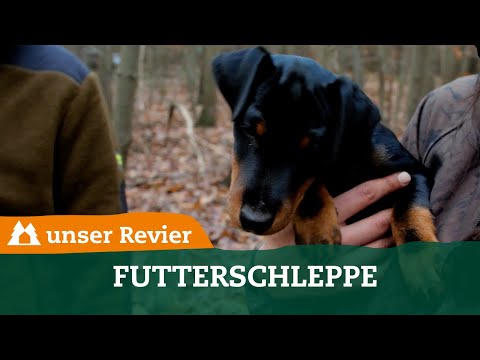 Futterschleppe I Welpe I Jagdhundeausbildung I Hundearbeit I unser Revier #12