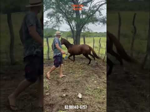 R$ 3.mil reais porda quarto de milha 1 ano e 6 meses, região de Estrela de Alagoas. AL.