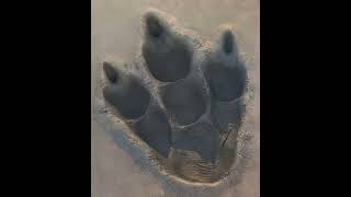 Download lagu Godzilla Footsteps Sound Effects 🦖 🔊 mp3