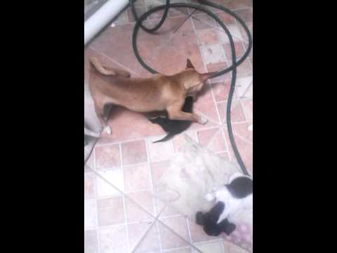 Vídeo de perros gracioso 2