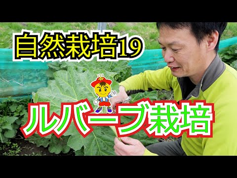 園芸 パルメイトルバーブ、装飾ルバーブ、中国ルバーブ