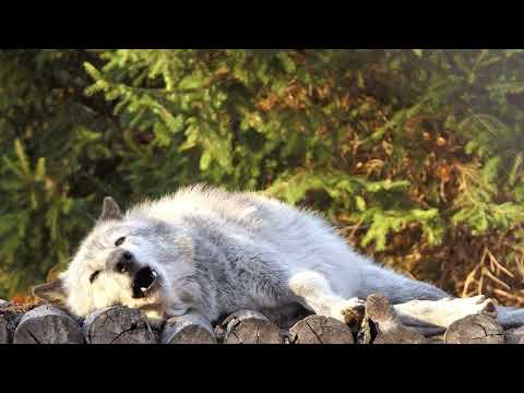 The Funniest Wolf Howls Are Lazy Ones