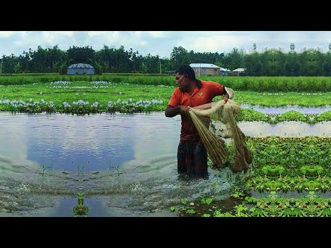Traditional Net Fishing by Skilled Fisherman - Best Cast Net Fishing - Village Fishing Video