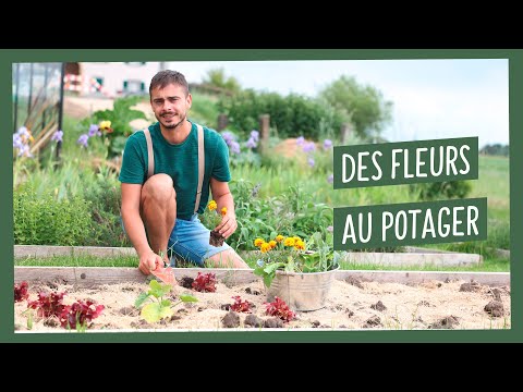 , title : 'Planter des fleurs au potager, une bonne idée ? Astuces et conseils pour bien les choisir'