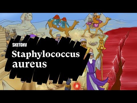 Learn about Staphylococcus aureus - Sketchy Medical (USMLE Step 1)