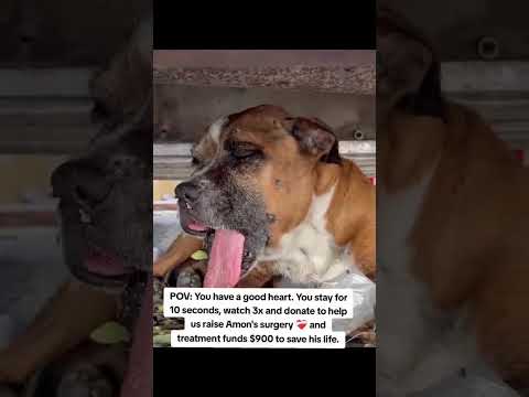 For any help consider donating link in bio to save a stray life in Los Angeles#usashorts#saveladogs