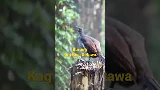 Download lagu Burung Apaan Ini Bisa Ketawa. #burungindonesia #suaraburung #viral mp3