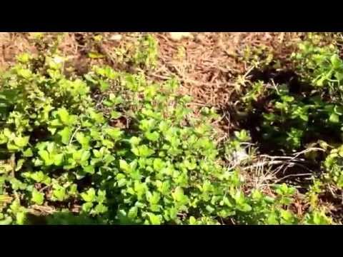 園芸 ワイルドタイム、タイム-ワイルドタイム