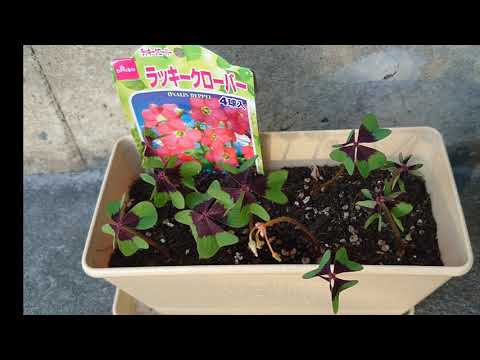 ラッキークローバー 植物