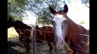 preview picture of video 'Feeding the horses in Kingsville, Texas'