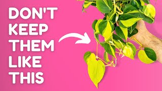 The Truth About Climbing Plants You Need To Know