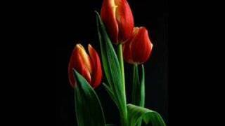 Mieczyslaw Fogg - Tulipany