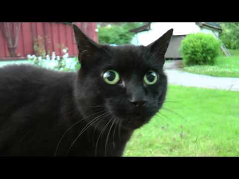 Mad cat - Meow Meeeeoow!