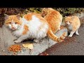 Several Hungry Orange Homeless Cats In Cold Snowy Weather Orangecats Hungrycats Landofcats