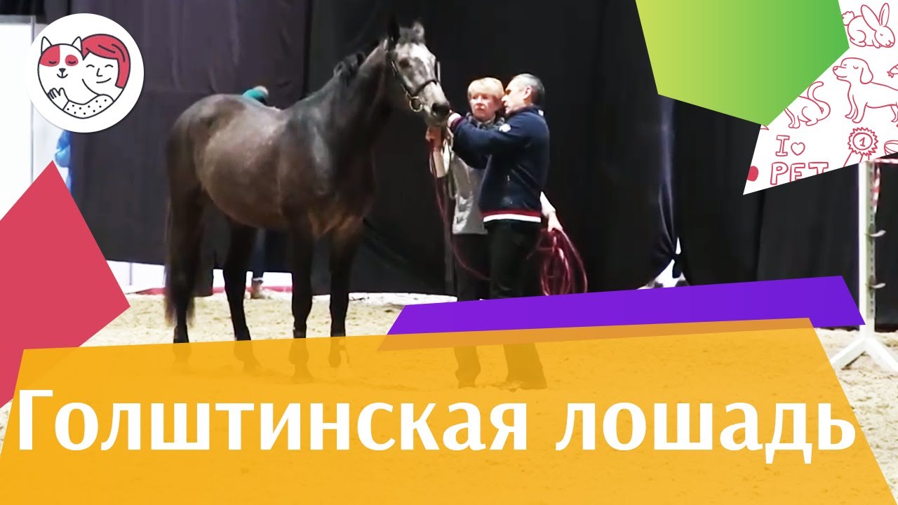 ЛОШАДИ Голштинская порода ЭКВИРОС 2016 на ilikepet