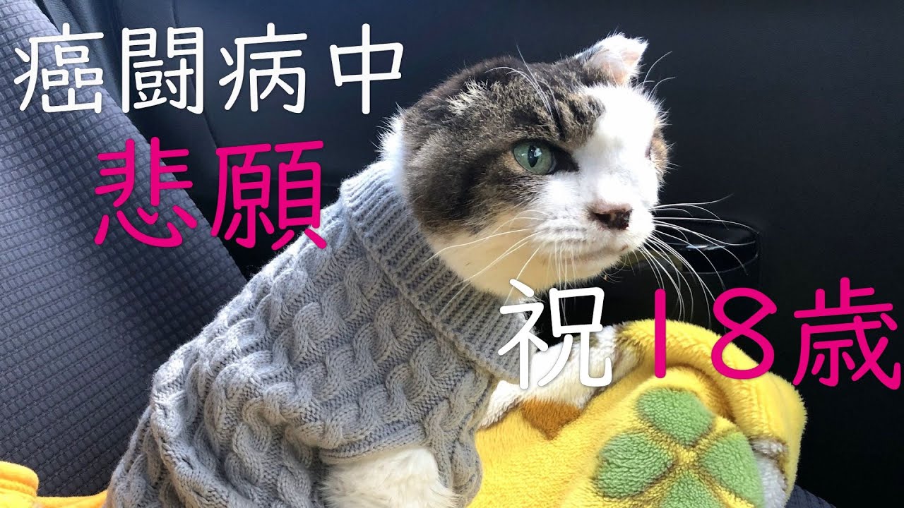 【苦しさを乗り越え悲願の18歳になったのら】Nora turned 18 during her difficult battle with cancer.