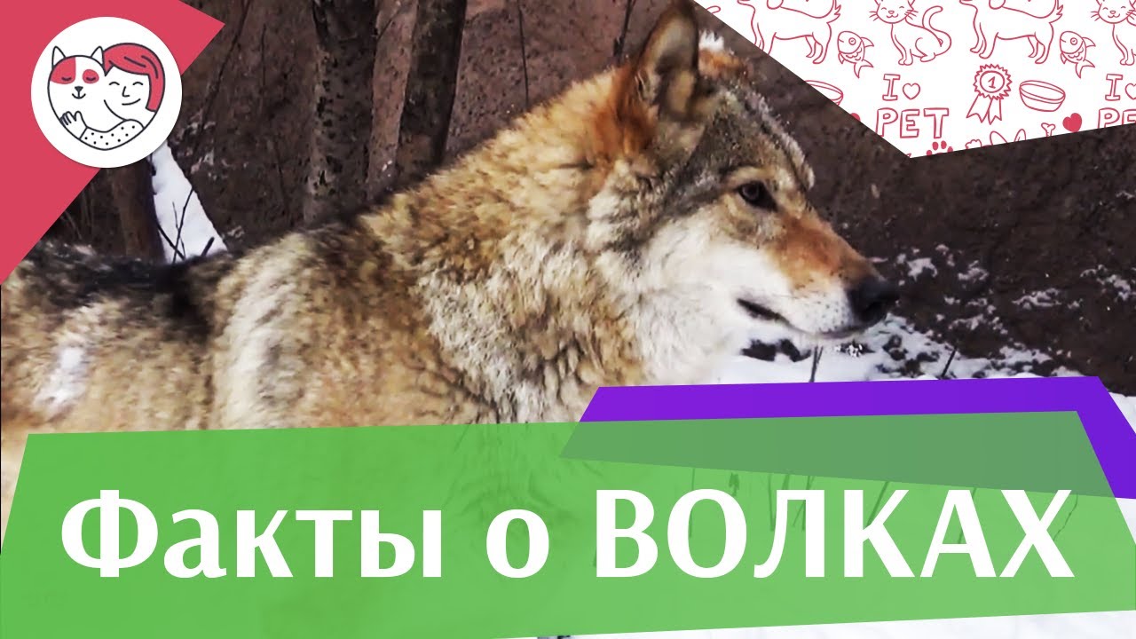 5 особенностей ухода за золотистым ретривером