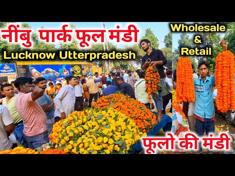 Lucknow Flower Market 🎉💯 |Phool Mandi Lucknow |Lucknow Phool Mandi |Lucknow Flower Market |Phool ...