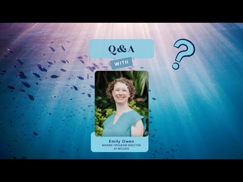 Q&A session with Marine Program Director at #WildAid , Emily Owen
